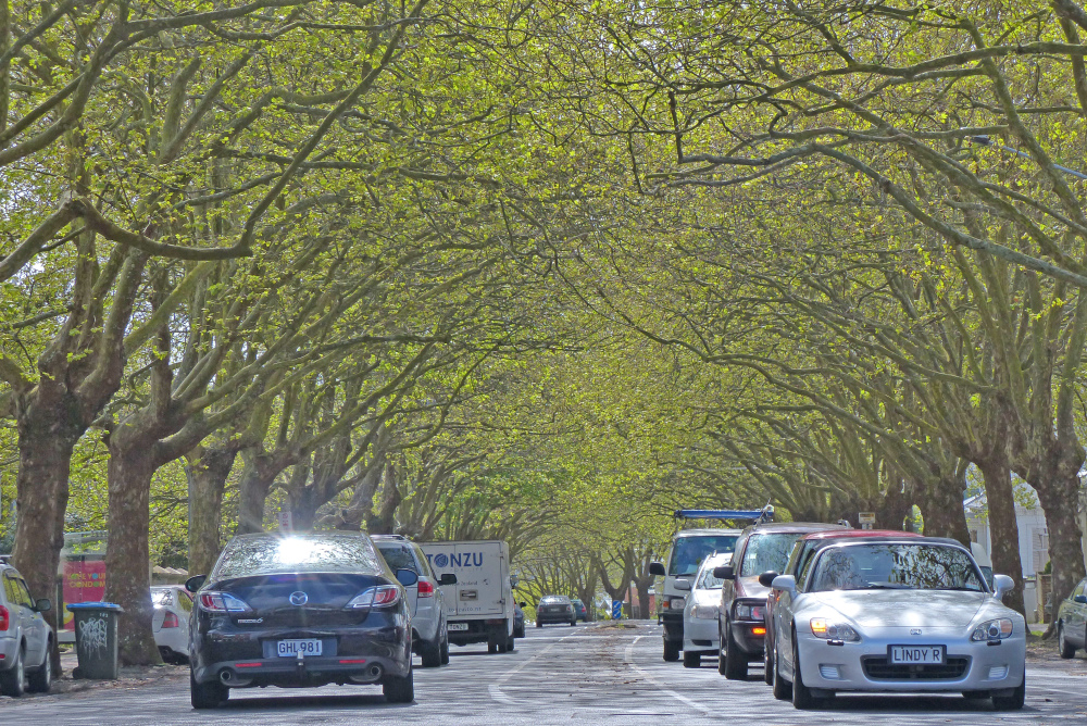 Tree lined road