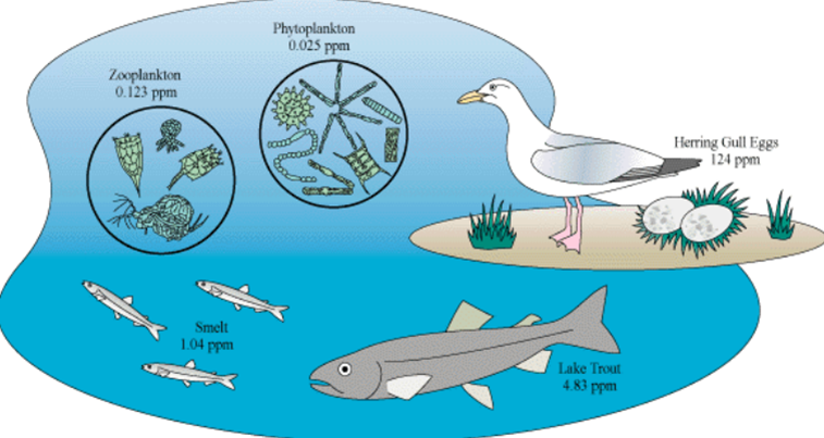 Lake food web