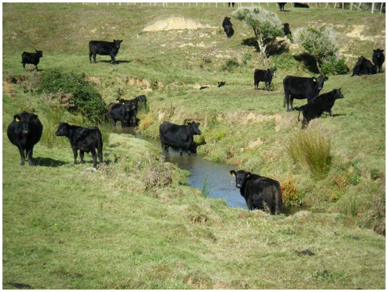 Pastoral stream